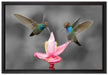 Kolibris in den Tropen auf Leinwandbild gerahmt Größe 60x40