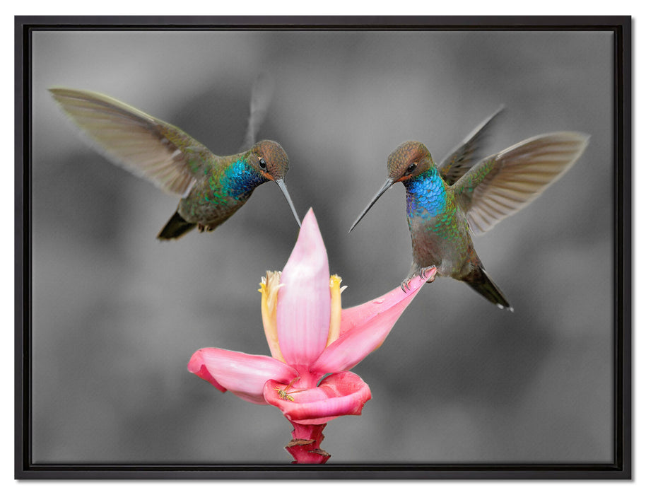 Kolibris in den Tropen auf Leinwandbild gerahmt Größe 80x60