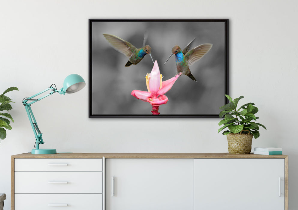Kolibris in den Tropen auf Leinwandbild gerahmt verschiedene Größen im Wohnzimmer