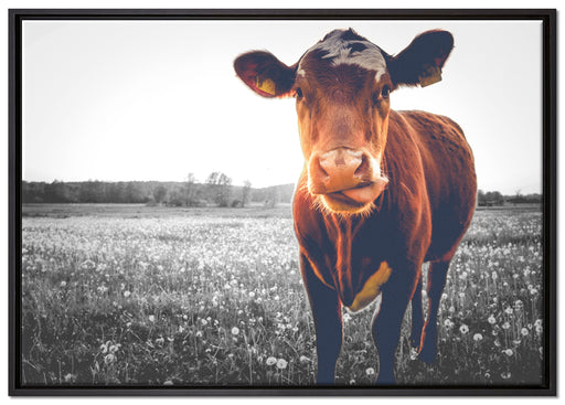 Kuh auf Butterblumenwiese auf Leinwandbild gerahmt Größe 100x70