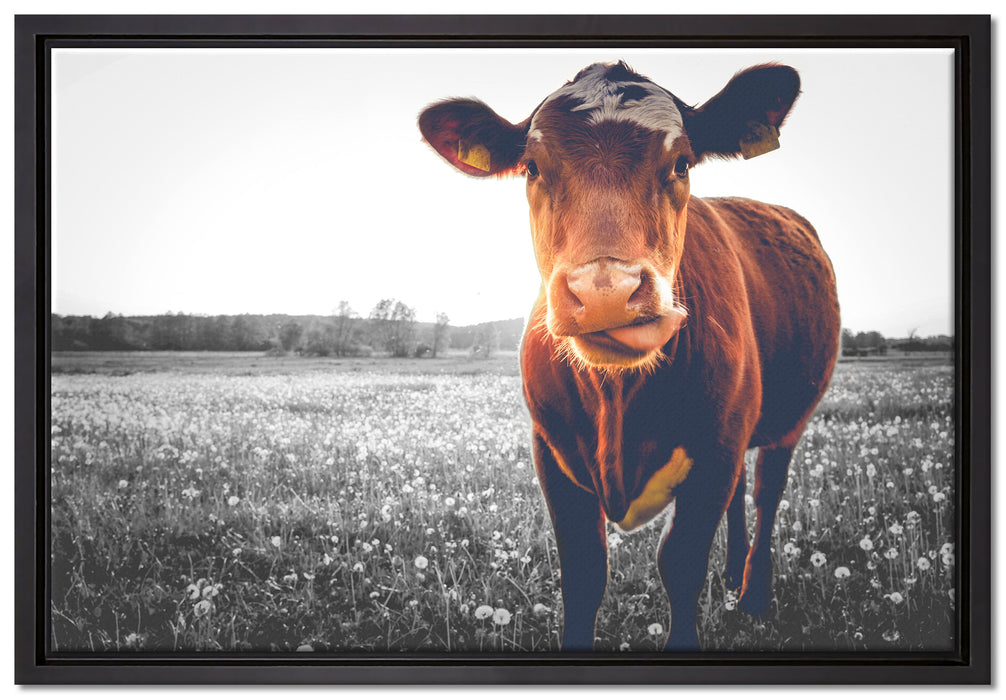 Kuh auf Butterblumenwiese auf Leinwandbild gerahmt Größe 60x40