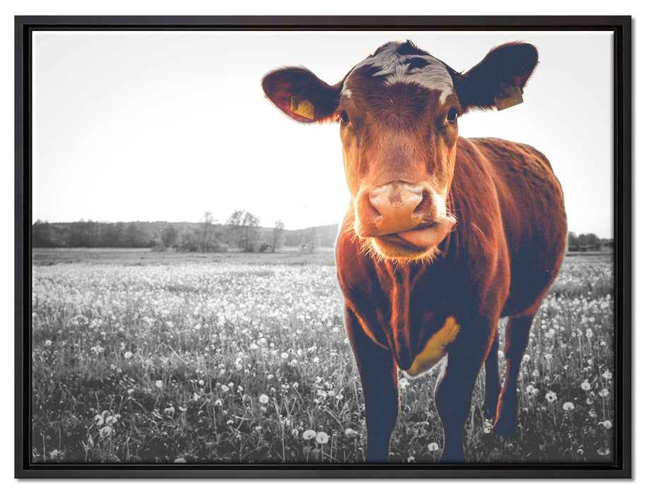 Kuh auf Butterblumenwiese auf Leinwandbild gerahmt Größe 80x60