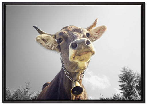 Lustiges Portrait einer Kuh auf Leinwandbild gerahmt Größe 100x70