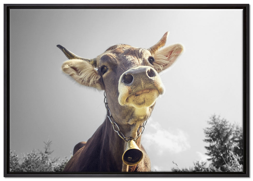 Lustiges Portrait einer Kuh auf Leinwandbild gerahmt Größe 100x70