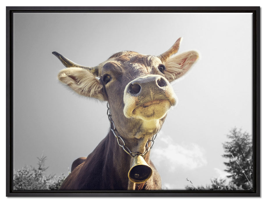 Lustiges Portrait einer Kuh auf Leinwandbild gerahmt Größe 80x60