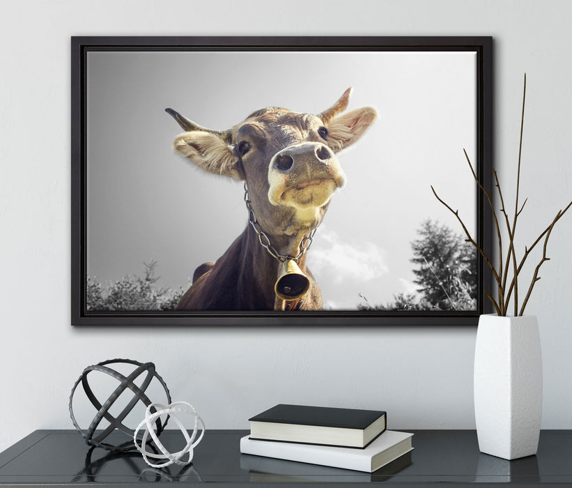 Lustiges Portrait einer Kuh auf Leinwandbild gerahmt mit Kirschblüten