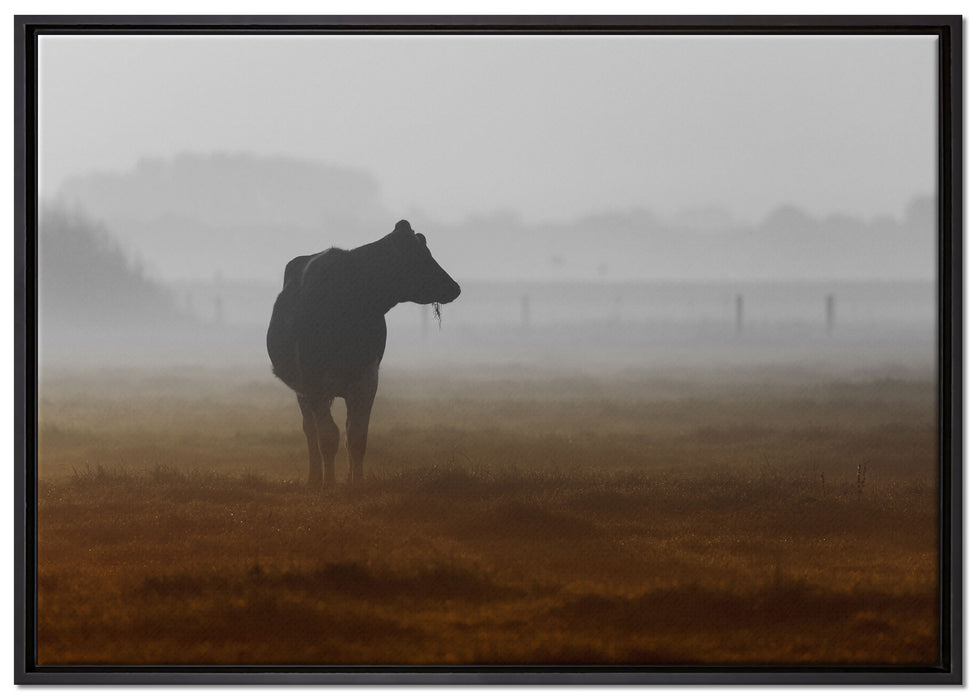 eine fressende Kuh auf der Weide auf Leinwandbild gerahmt Größe 100x70
