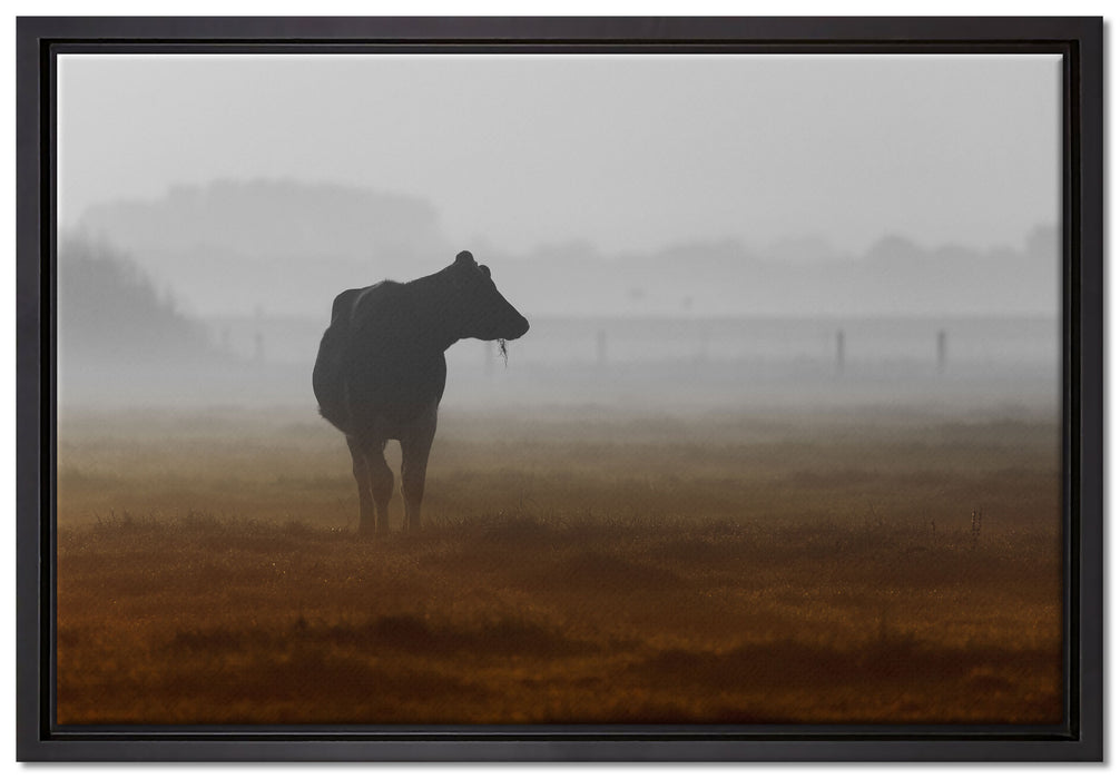 eine fressende Kuh auf der Weide auf Leinwandbild gerahmt Größe 60x40