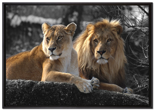 interessiertes Löwenpaar auf Leinwandbild gerahmt Größe 100x70