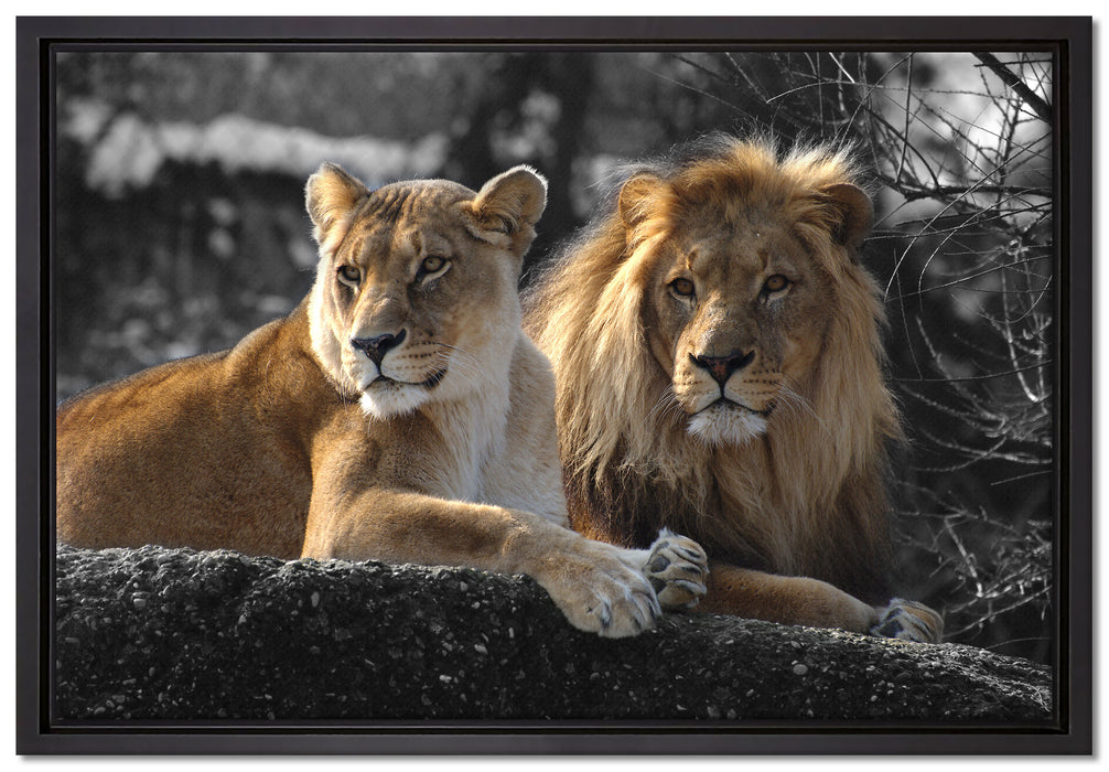 interessiertes Löwenpaar auf Leinwandbild gerahmt Größe 60x40