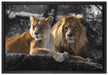 interessiertes Löwenpaar auf Leinwandbild gerahmt Größe 60x40