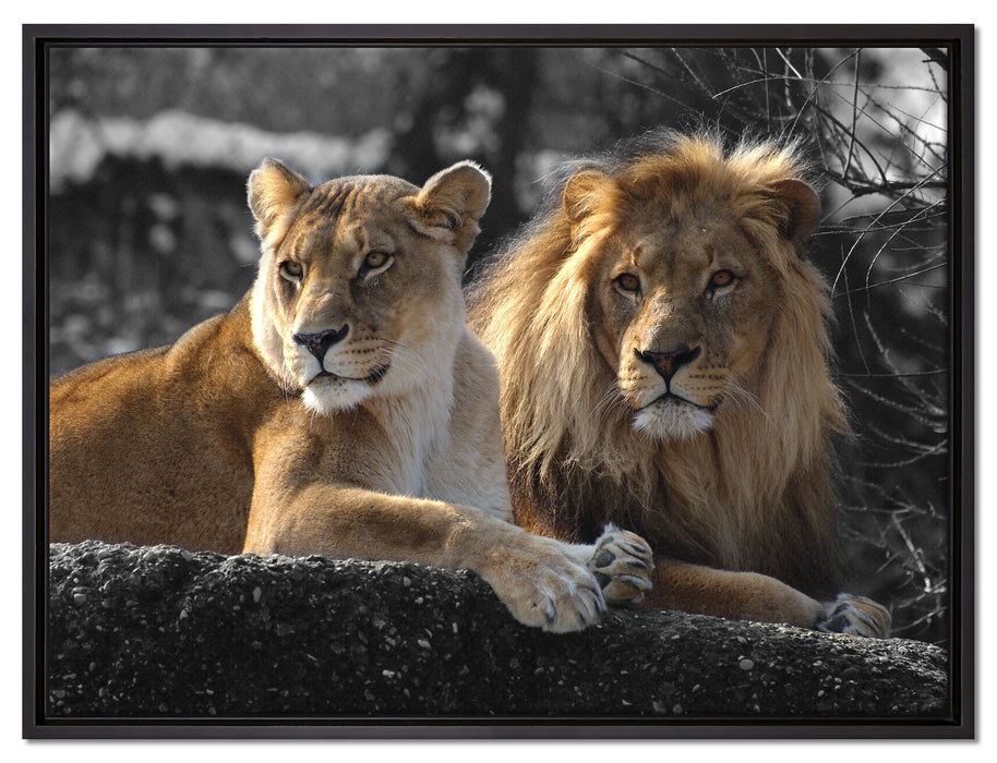 interessiertes Löwenpaar auf Leinwandbild gerahmt Größe 80x60