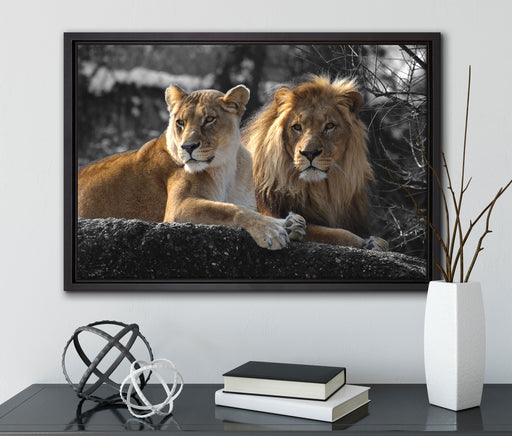 interessiertes Löwenpaar auf Leinwandbild gerahmt mit Kirschblüten