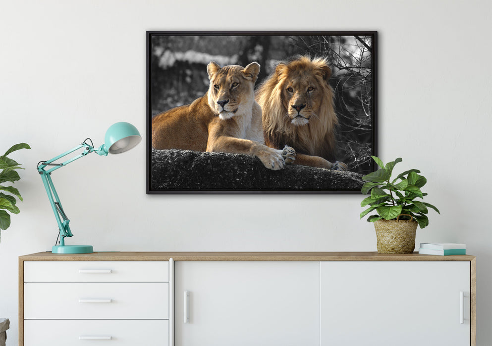 interessiertes Löwenpaar auf Leinwandbild gerahmt verschiedene Größen im Wohnzimmer