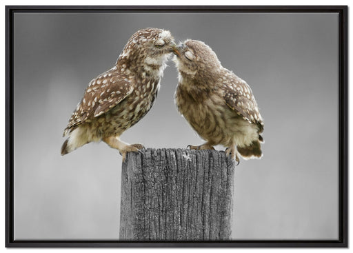Küssende Eulen auf Leinwandbild gerahmt Größe 100x70