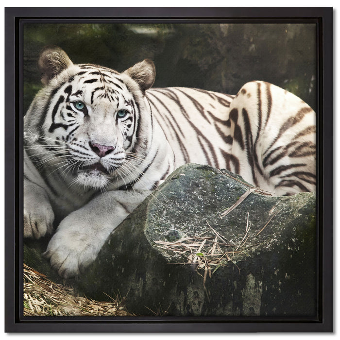 Stolzer weisser Tiger auf Leinwandbild Quadratisch gerahmt Größe 40x40