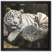Stolzer weisser Tiger auf Leinwandbild Quadratisch gerahmt Größe 40x40