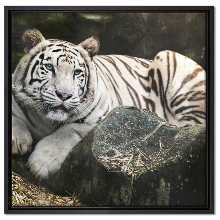 Stolzer weisser Tiger auf Leinwandbild Quadratisch gerahmt Größe 60x60
