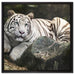 Stolzer weisser Tiger auf Leinwandbild Quadratisch gerahmt Größe 60x60