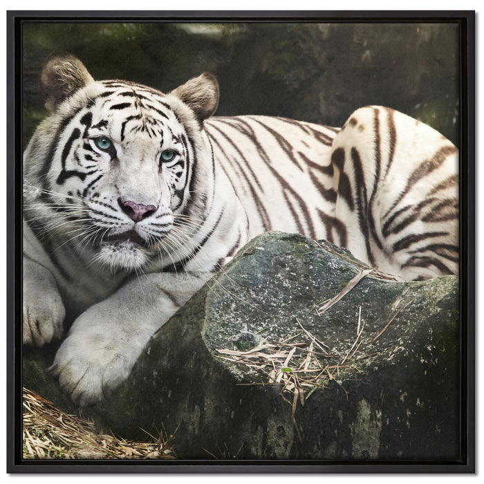 Stolzer weisser Tiger auf Leinwandbild Quadratisch gerahmt Größe 70x70