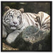 Stolzer weisser Tiger auf Leinwandbild Quadratisch gerahmt Größe 70x70