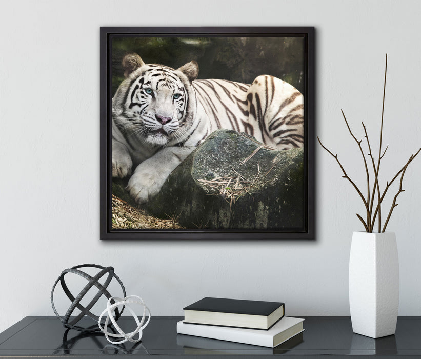 Stolzer weisser Tiger  auf Leinwandbild Quadratisch gerahmt mit Kirschblüten