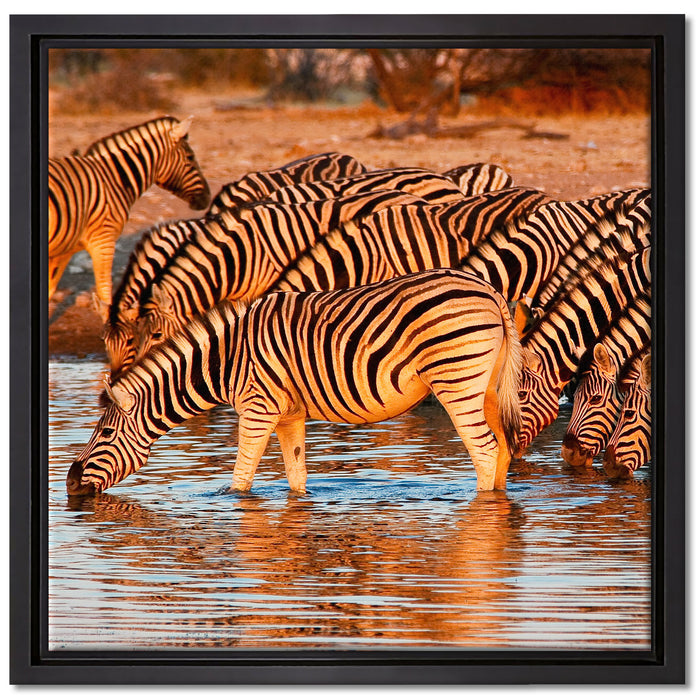 Zebraherde an Wasserloch auf Leinwandbild Quadratisch gerahmt Größe 40x40
