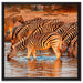 Zebraherde an Wasserloch auf Leinwandbild Quadratisch gerahmt Größe 60x60