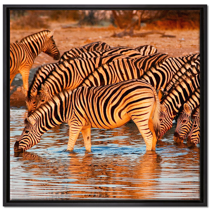 Zebraherde an Wasserloch auf Leinwandbild Quadratisch gerahmt Größe 70x70