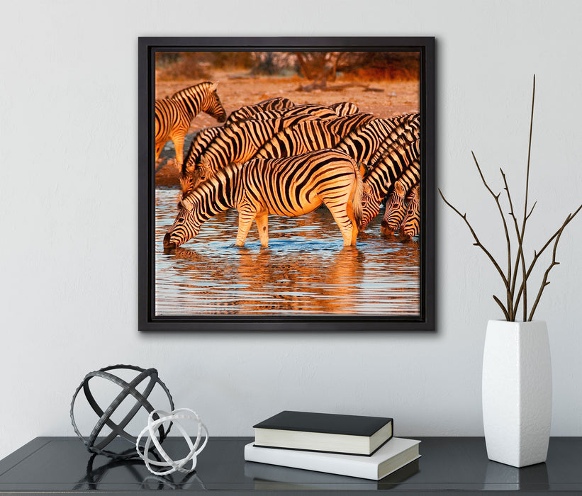 Zebraherde an Wasserloch  auf Leinwandbild Quadratisch gerahmt mit Kirschblüten