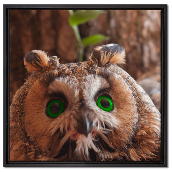Wachsame Eule auf Leinwandbild Quadratisch gerahmt Größe 60x60