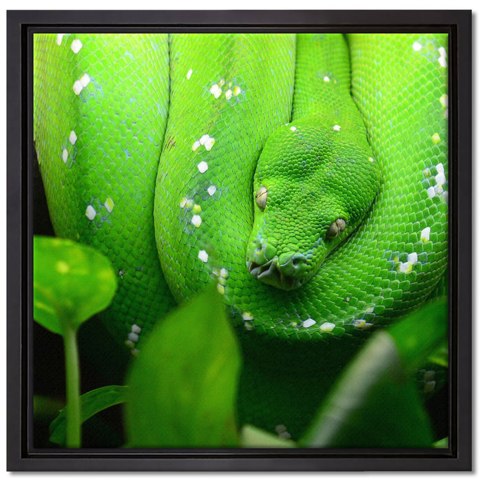 Grüne elegante Schlange auf Leinwandbild Quadratisch gerahmt Größe 40x40