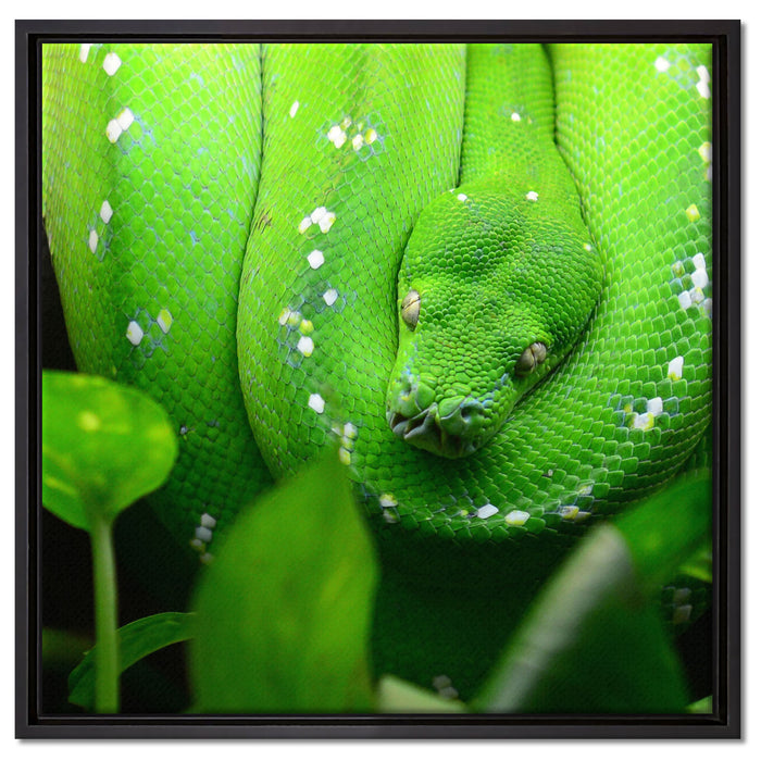 Grüne elegante Schlange auf Leinwandbild Quadratisch gerahmt Größe 60x60