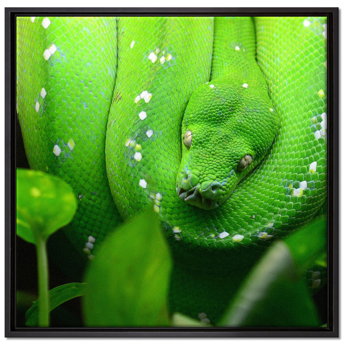 Grüne elegante Schlange auf Leinwandbild Quadratisch gerahmt Größe 70x70