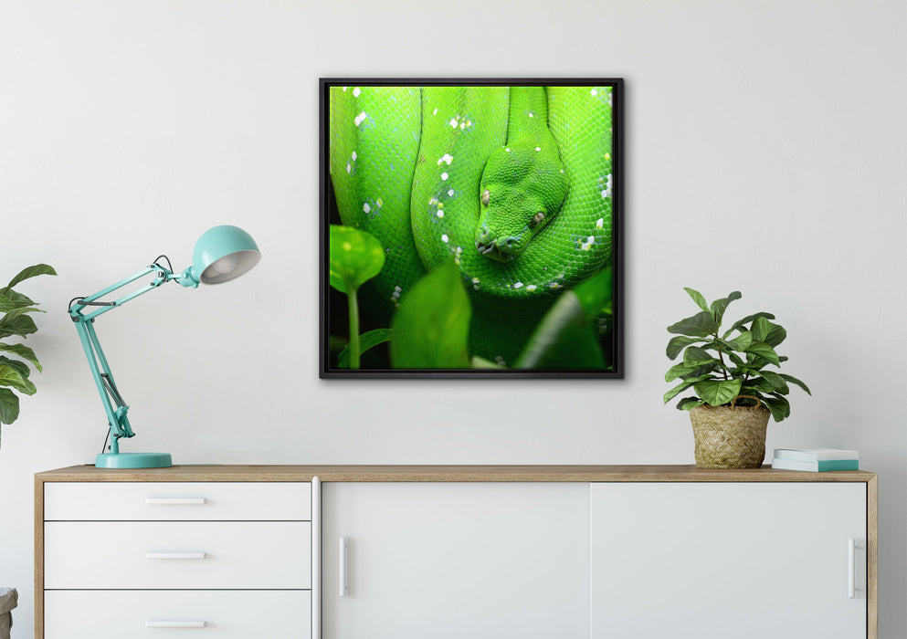Grüne elegante Schlange auf Leinwandbild gerahmt Quadratisch verschiedene Größen im Wohnzimmer