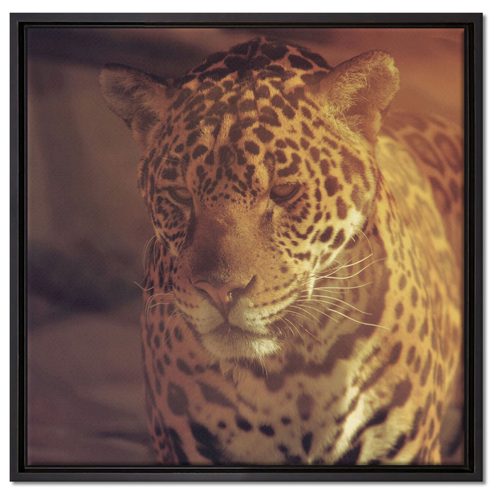 Anmutiger Leopard auf Leinwandbild Quadratisch gerahmt Größe 60x60