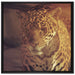 Anmutiger Leopard auf Leinwandbild Quadratisch gerahmt Größe 70x70