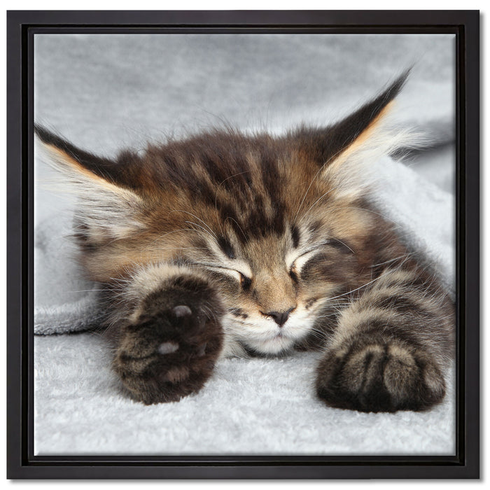 Kleines süßes Kätzchen auf Leinwandbild Quadratisch gerahmt Größe 40x40