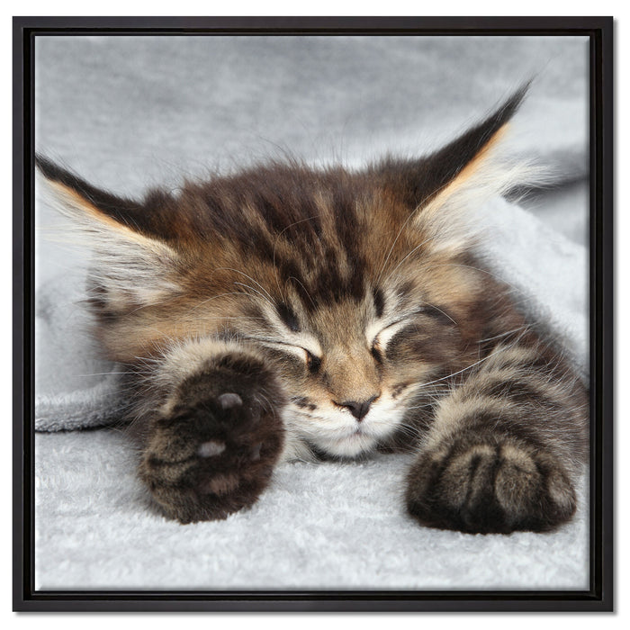 Kleines süßes Kätzchen auf Leinwandbild Quadratisch gerahmt Größe 60x60