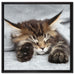 Kleines süßes Kätzchen auf Leinwandbild Quadratisch gerahmt Größe 60x60