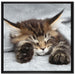 Kleines süßes Kätzchen auf Leinwandbild Quadratisch gerahmt Größe 70x70