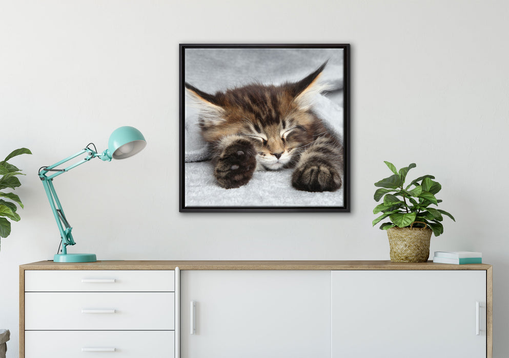 Kleines süßes Kätzchen auf Leinwandbild gerahmt Quadratisch verschiedene Größen im Wohnzimmer