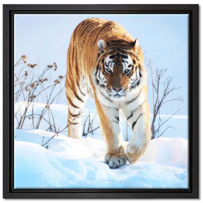 Stolzer Tiger im Schnee auf Leinwandbild Quadratisch gerahmt Größe 40x40