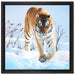 Stolzer Tiger im Schnee auf Leinwandbild Quadratisch gerahmt Größe 40x40