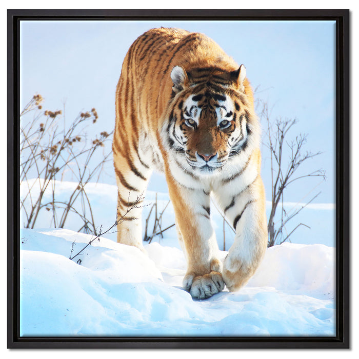 Stolzer Tiger im Schnee auf Leinwandbild Quadratisch gerahmt Größe 60x60
