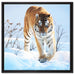 Stolzer Tiger im Schnee auf Leinwandbild Quadratisch gerahmt Größe 60x60