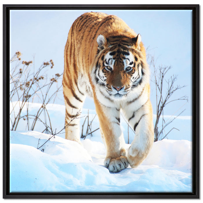 Stolzer Tiger im Schnee auf Leinwandbild Quadratisch gerahmt Größe 70x70