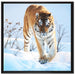 Stolzer Tiger im Schnee auf Leinwandbild Quadratisch gerahmt Größe 70x70