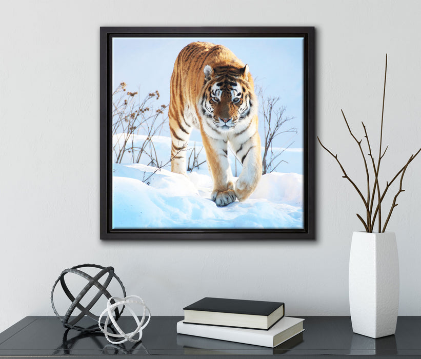 Stolzer Tiger im Schnee  auf Leinwandbild Quadratisch gerahmt mit Kirschblüten