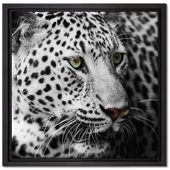 Stolzer Leopard auf Leinwandbild Quadratisch gerahmt Größe 40x40